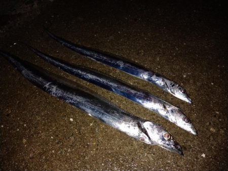 ハマチと呼べるサイズ